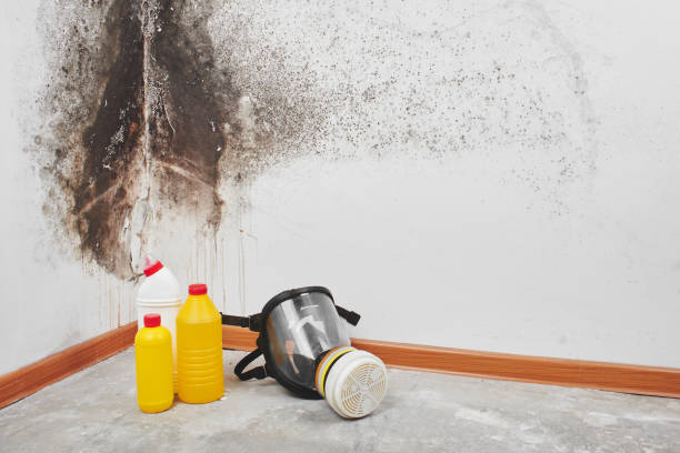Best Industrial Mold Remediation in Shullsburg, WI