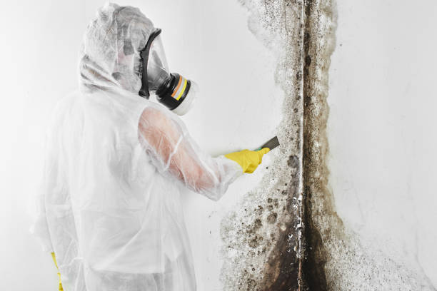 Best Basement Mold Remediation in Shullsburg, WI