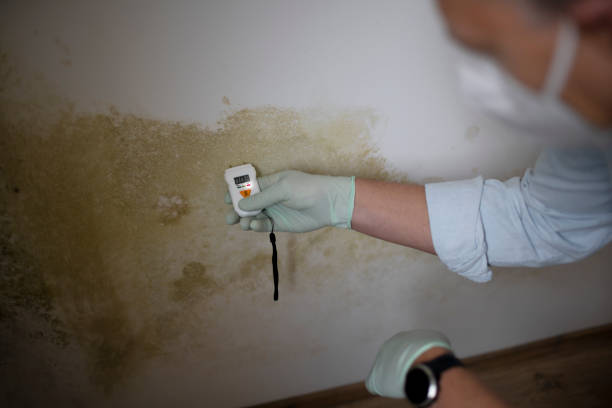 Best Commercial Mold Remediation in Shullsburg, WI