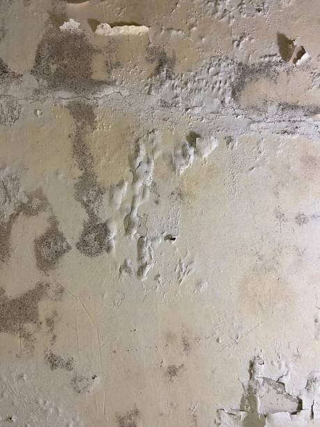 Best Black Mold Remediation in Shullsburg, WI
