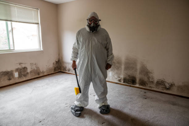 Best Post-Flood Mold Remediation in Shullsburg, WI
