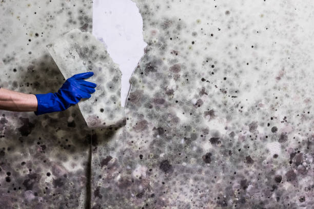 Best Emergency Mold Remediation in Shullsburg, WI