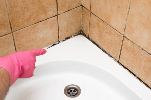 Best White Mold Remediation in Shullsburg, WI